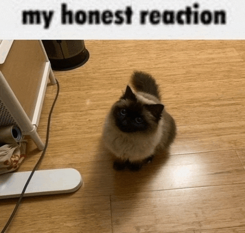 a cat is sitting on a wooden floor next to a sign that says " my honest reaction "