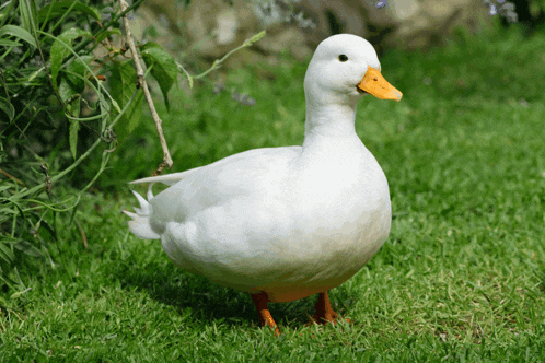 a white duck with a yellow beak is standing on the grass