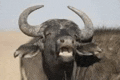 a close up of a water buffalo with its mouth open and its horns .