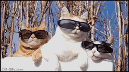 three cats wearing sunglasses are looking over a wall