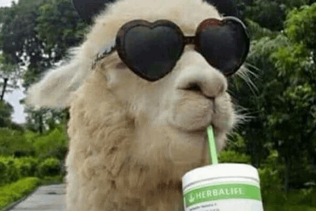 a llama wearing heart shaped sunglasses is drinking from a cup .