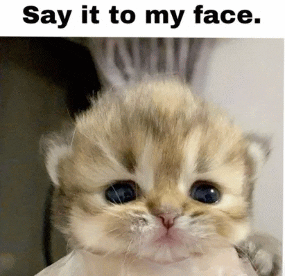 a close up of a kitten 's face with a caption that says `` say it to my face . ''