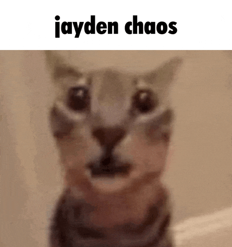 a close up of a cat with the words `` jayden chaos '' written on it .