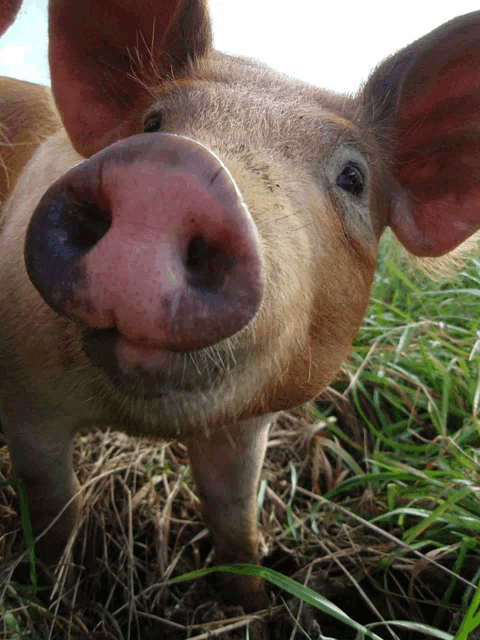 a close up of a pig 's nose in a field of grass