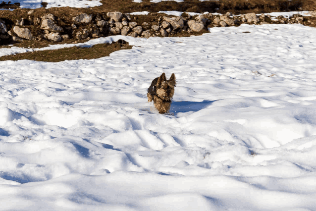 a dog is running through a snow covered field