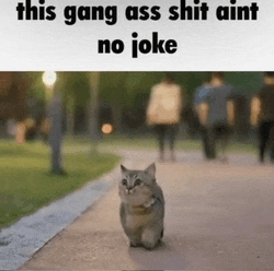 a cat is walking down a sidewalk with the caption this gang ass shit aint no joke