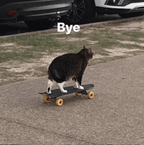 a cat is riding a skateboard on a sidewalk with the word bye written above it