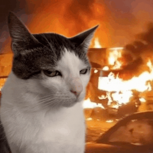 a cat is standing in front of a fire