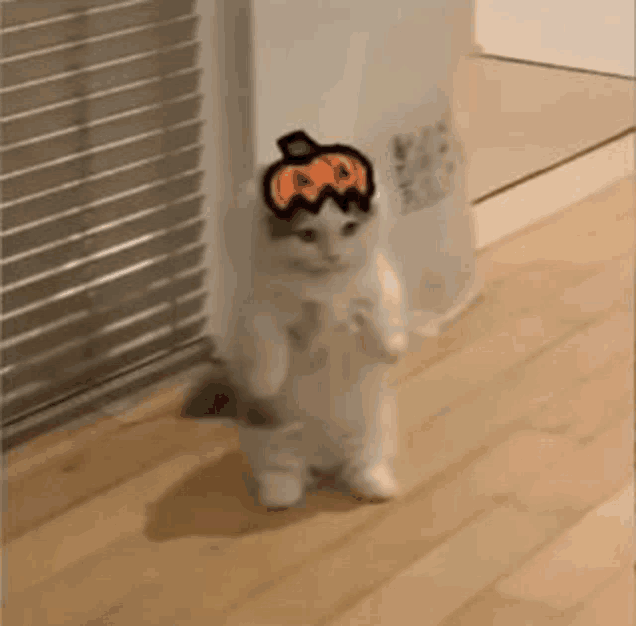 a white cat wearing a pumpkin costume is standing on its hind legs .