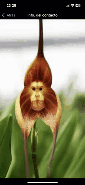 a phone screen shows a picture of a monkey flower