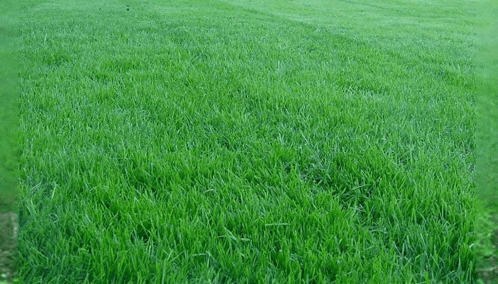 a field of green grass with a few birds flying in the distance .