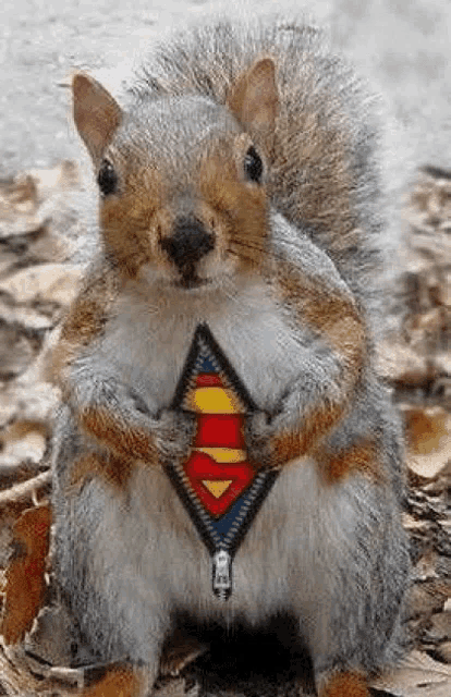 a squirrel is wearing a superhero costume with a zipper .