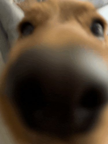 a close up of a dog 's nose and eyes looking at the camera