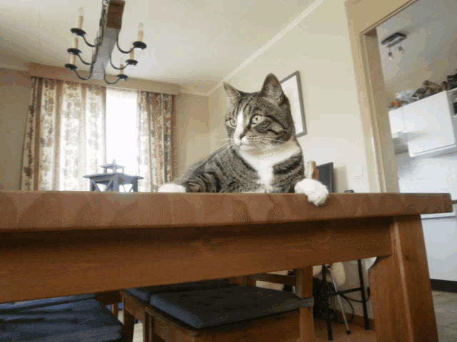 a cat laying on top of a wooden table in a room