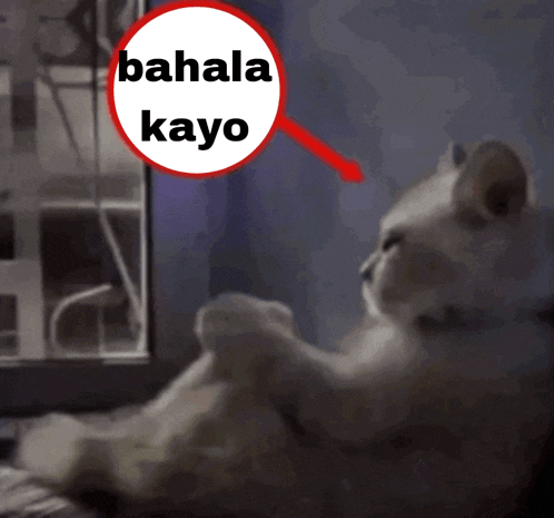 a cat looking out a window with a red circle that says ' bahay kayo ' on it