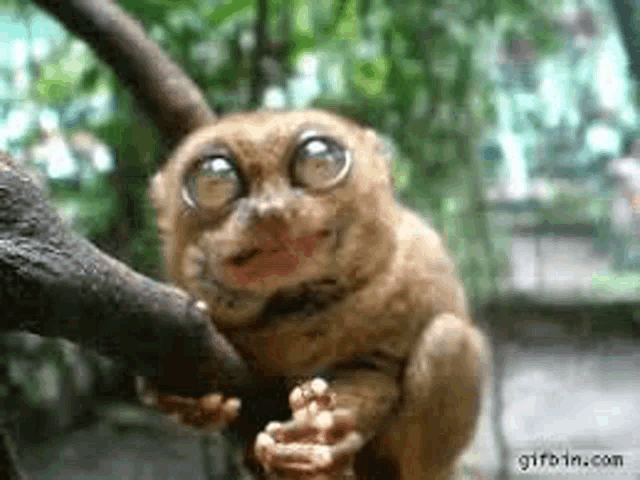 a small monkey with big eyes is sitting on a tree branch and looking at the camera .