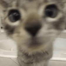 a close up of a cat 's face looking at the camera with a bathtub in the background .