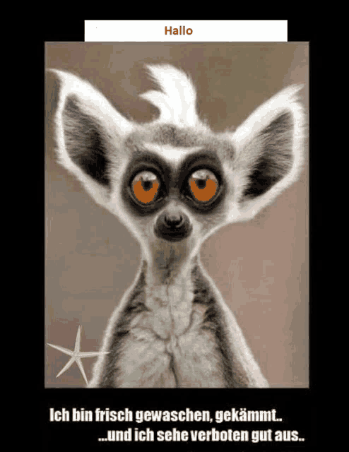 a picture of a lemur with a star in the background and the word hallo above it