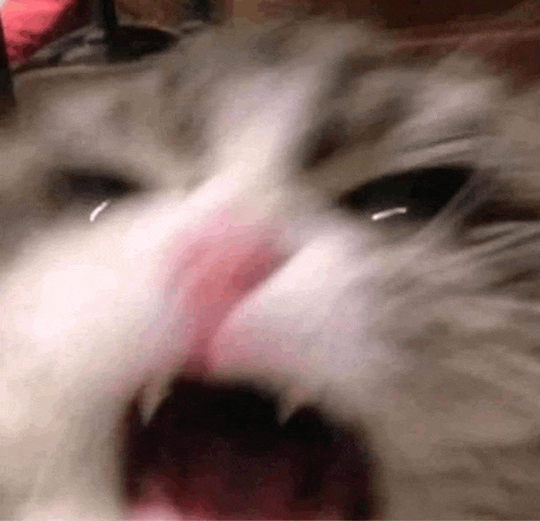 a close up of a cat 's face with its mouth open and teeth showing .