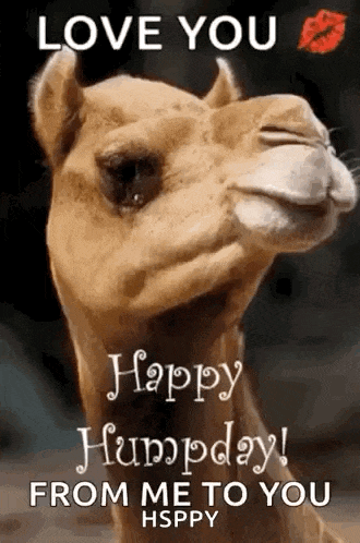 a camel with a kiss on its nose is giving a happy humpday message .