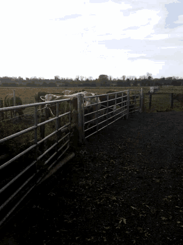 cows are behind a metal fence in a field with a sign in the background that says ' sd '