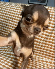 a small brown and white chihuahua is standing on its hind legs on a couch