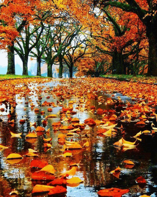 a puddle filled with leaves in a park