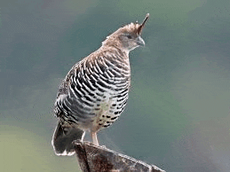 a bird perched on top of a rock with a long beak .