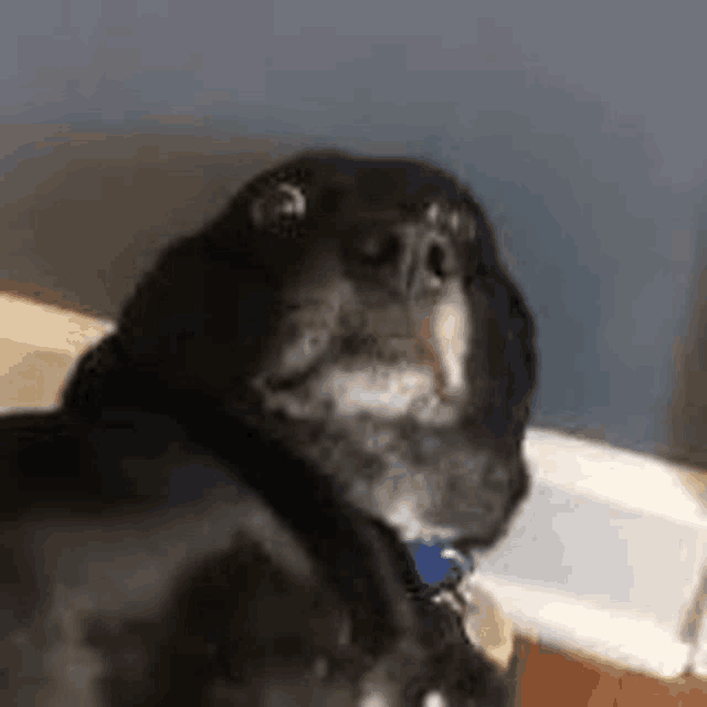 a black dog with a blue collar is sitting on a couch looking at the camera .