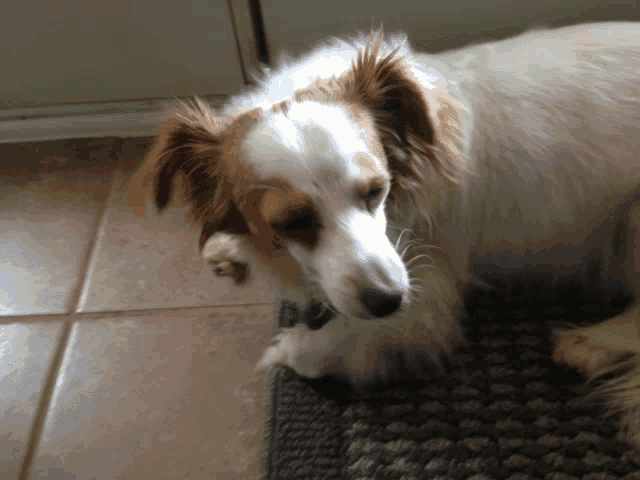 a brown and white dog laying on a rug looking at the camera