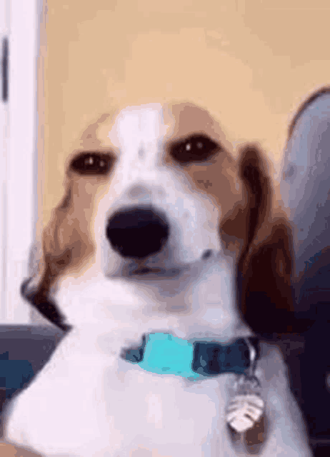 a brown and white dog with a blue collar is sitting on a couch .