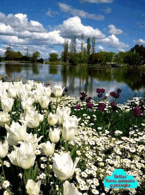 a bunch of white flowers in front of a lake