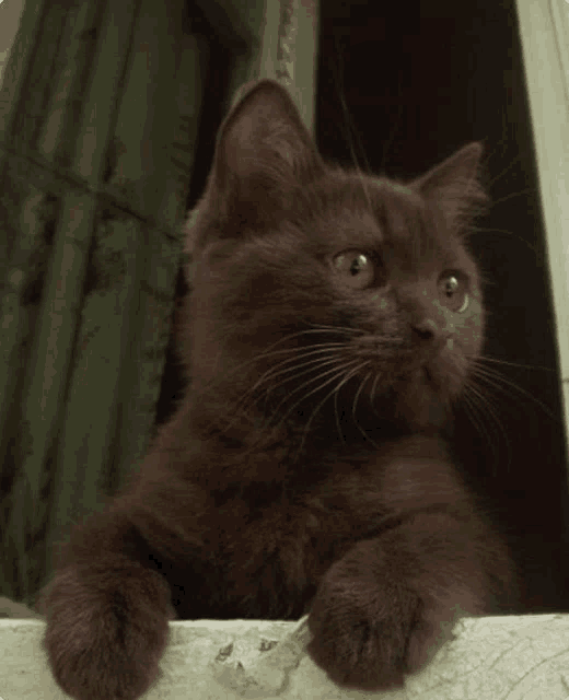 a brown cat laying on a window sill looking up