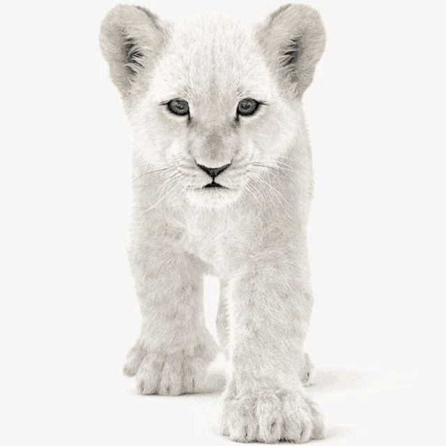 a white lion cub with blue eyes is looking at the camera