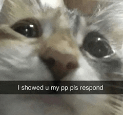 a close up of a cat 's face with a caption that says i showed u my pp pls respond