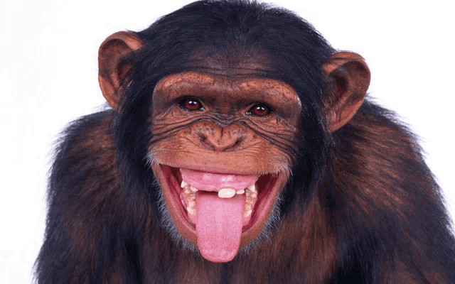 a chimpanzee with its tongue hanging out and a missing tooth