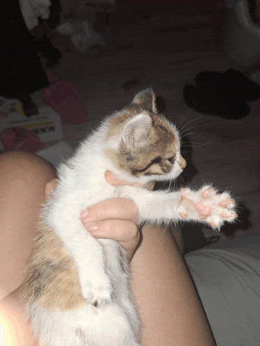 a person is holding a small calico kitten