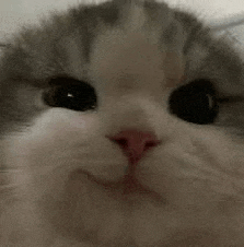 a close up of a cat 's face with a pink nose and black eyes looking at the camera .