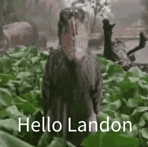 a bird with a large beak is standing in a field with the words hello landon written below it