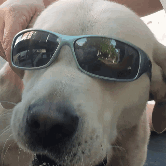 a white dog wearing sunglasses with a reflection of trees