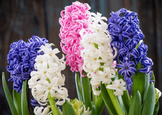 a bunch of different colored hyacinth flowers on a table