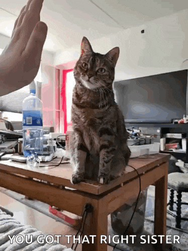 a cat is sitting on top of a wooden table and a person is giving it a high five .