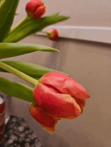 a close up of a red flower with green stems