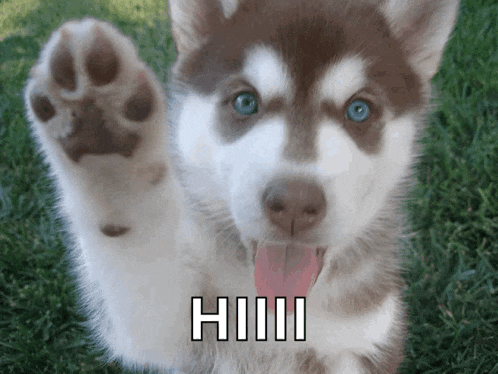 a husky puppy with its tongue hanging out and a paw up with the word hhh above it