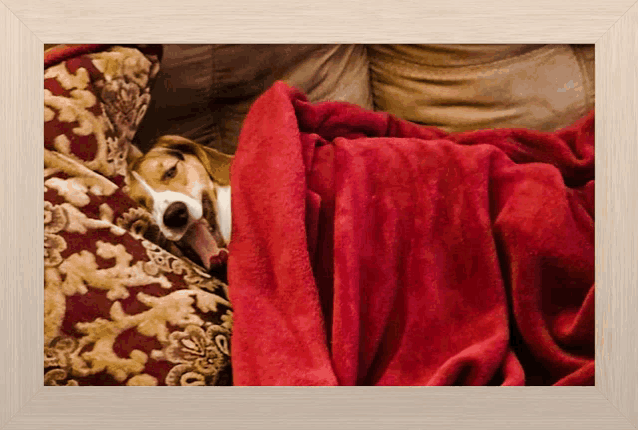 a dog is laying under a red blanket