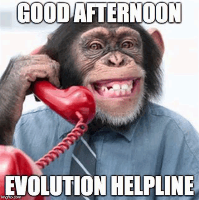 a chimpanzee is talking on a red telephone and smiling .