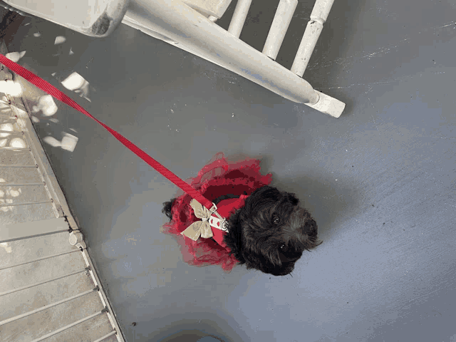 a small black dog is wearing a red dress and a red leash