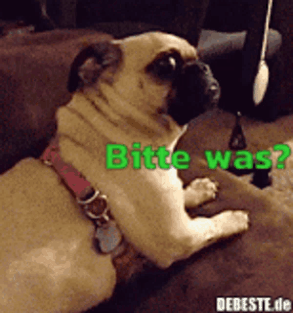 a pug dog is laying on a couch with the words bitte was written in green