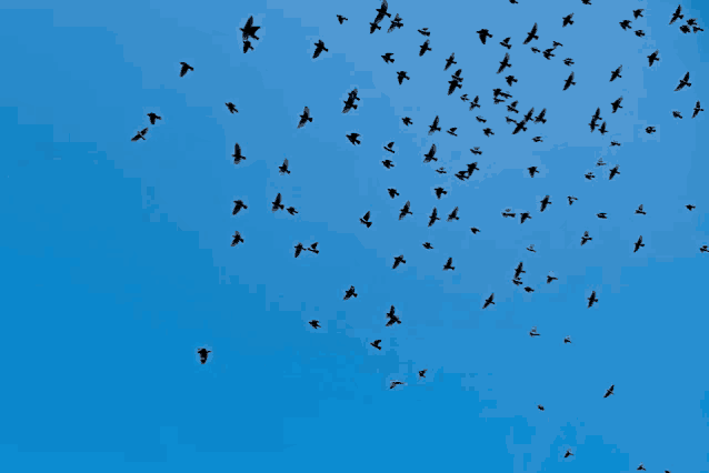 a flock of birds are flying in the blue sky