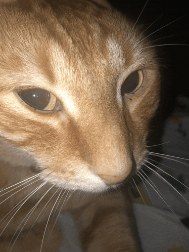 a close up of an orange cat with black eyes